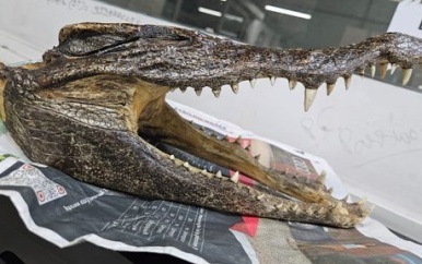 Canadees betrapt met schedel van krokodil op vliegveld New Delhi