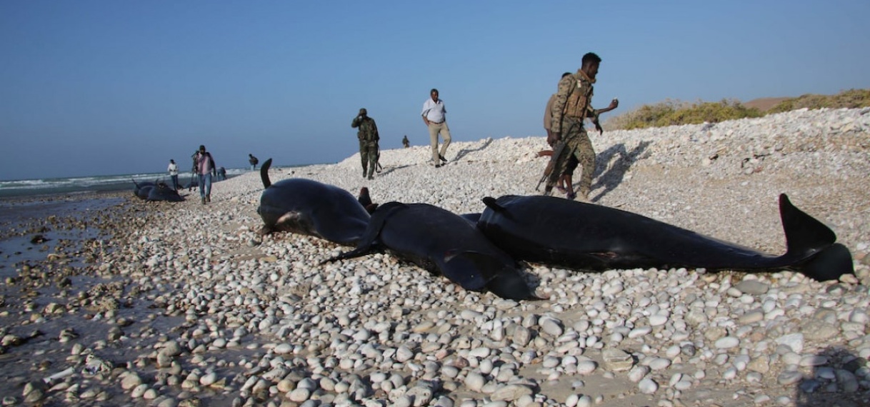 Meer dan honderd dode dolfijnen gevonden langs de kust van Somalië