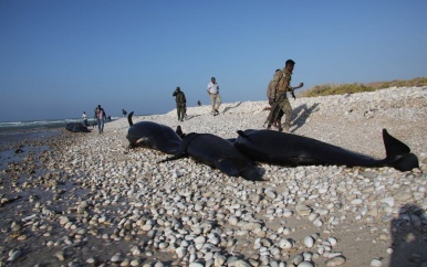 Meer dan honderd dode dolfijnen gevonden langs de kust van Somalië