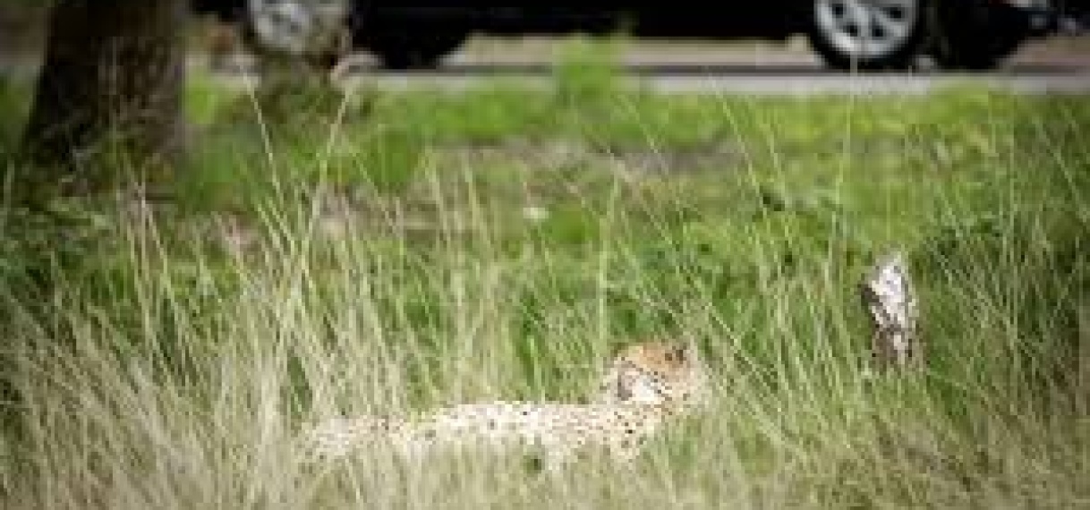 Safaripark Beekse Bergen wil geen auto’s meer door cheetaverblijf na incidenten