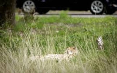 Safaripark Beekse Bergen wil geen auto’s meer door cheetaverblijf na incidenten