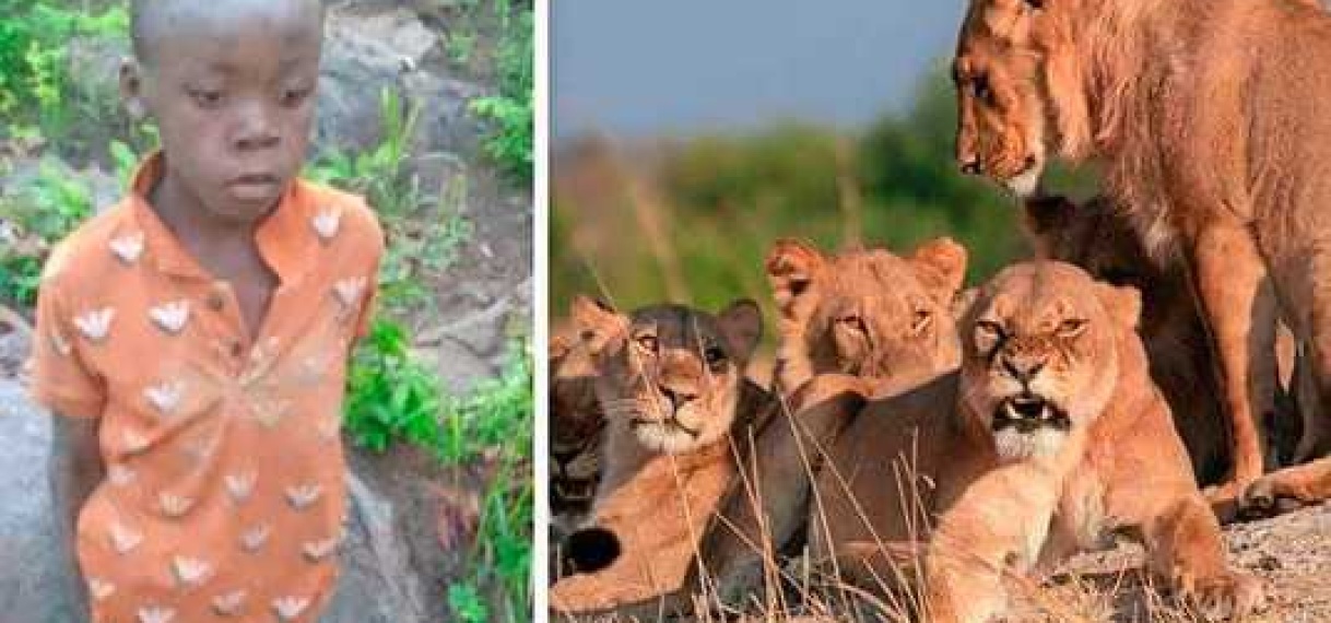 Achtjarige jongen overleeft vijf dagen in Zimbabwaans natuurpark met leeuwen