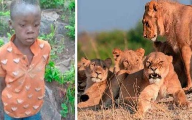 Achtjarige jongen overleeft vijf dagen in Zimbabwaans natuurpark met leeuwen