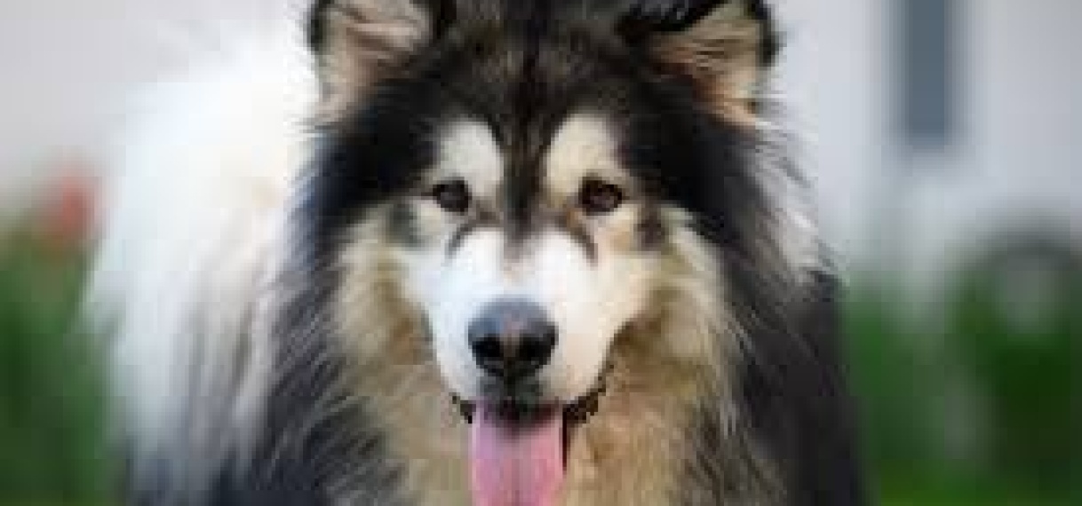 Zevenjarige jongen in België overleden na aanval door vijf honden