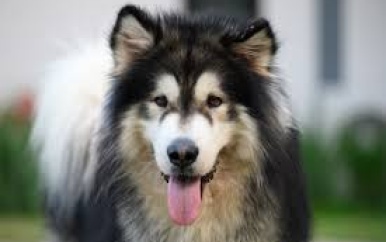 UPDATE: Honden die Belgisch jongetje (7) doodbeten afgemaakt