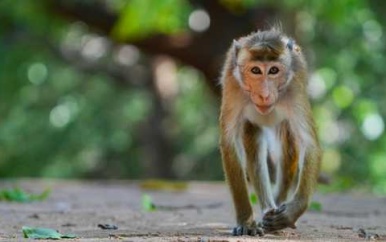 Aap zorgt voor landelijke stroomstoring in Sri Lanka