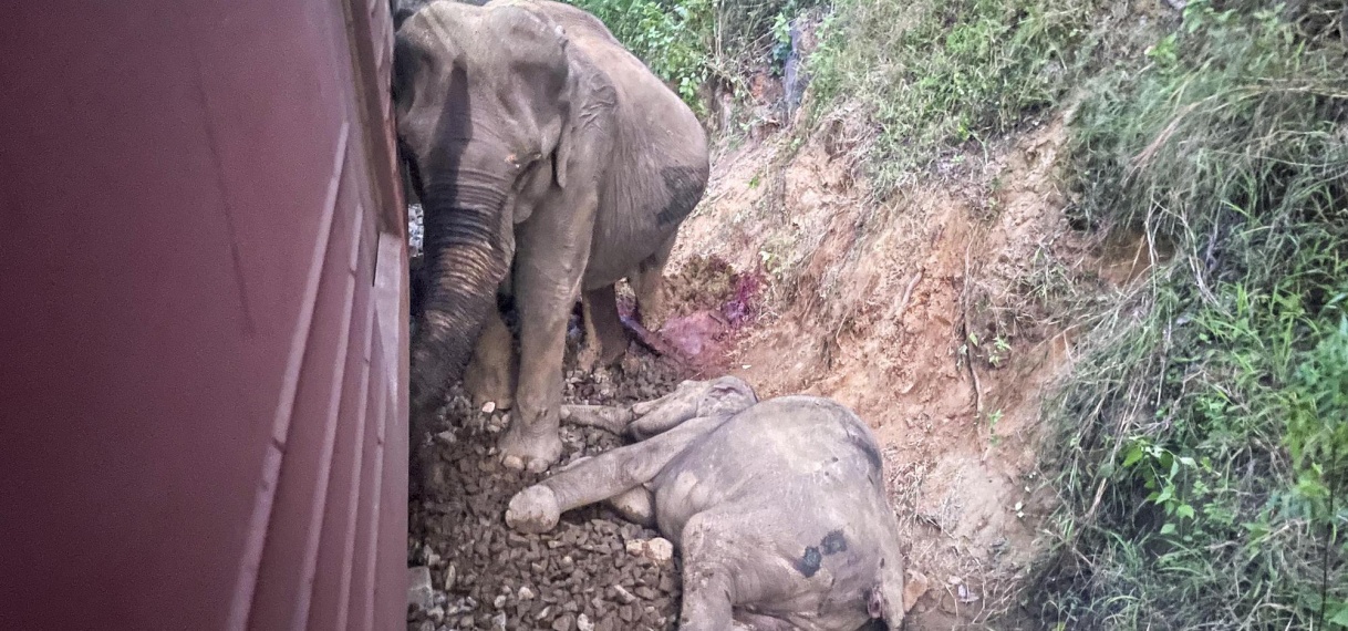 Trein ontspoort na botsing met kudde olifanten in Sri Lanka