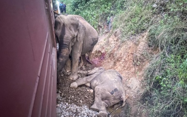 Trein ontspoort na botsing met kudde olifanten in Sri Lanka