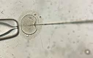Wetenschappers maken eerste embryo’s van kangoeroes met ivf-behandeling
