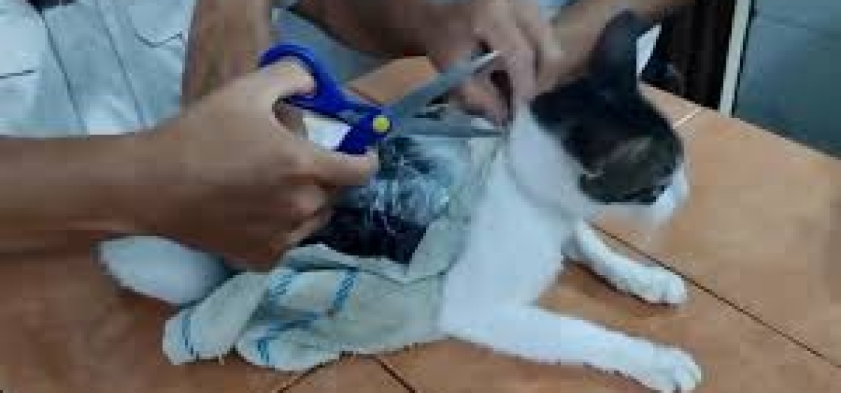Gevangenen gebruiken kat om drugs te smokkelen in Costa Rica