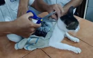 Gevangenen gebruiken kat om drugs te smokkelen in Costa Rica