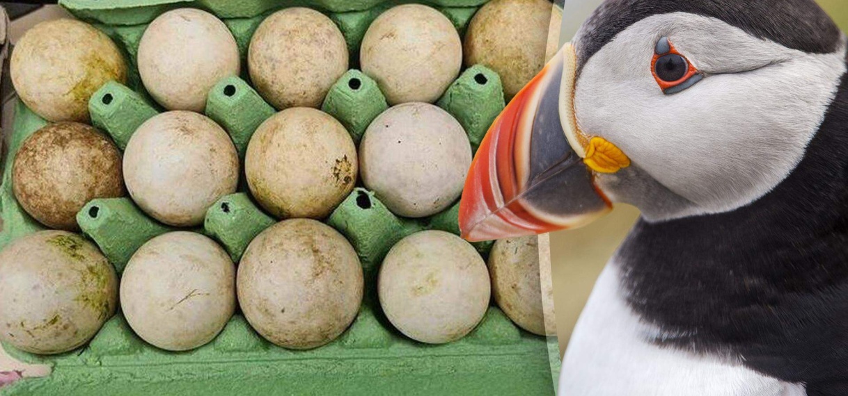 Drietal opgepakt op Schiphol met tassen vol eieren, mogelijk van papegaaiduikers