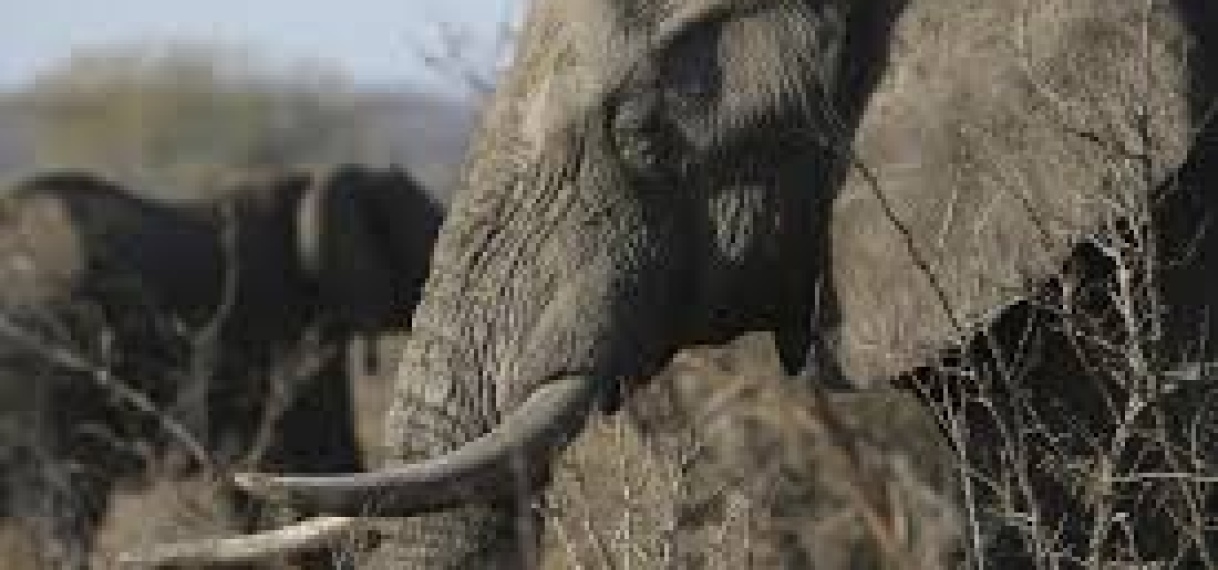 Olifant doodt twee toeristen in nationaal park in Zambia