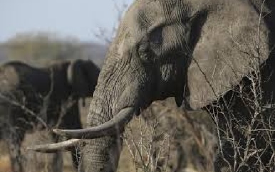 Olifant doodt twee toeristen in nationaal park in Zambia