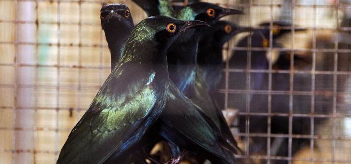 Brabander aangehouden voor smokkel van vogels uit Afrika en Azië