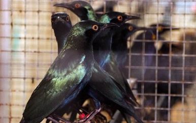 Brabander aangehouden voor smokkel van vogels uit Afrika en Azië