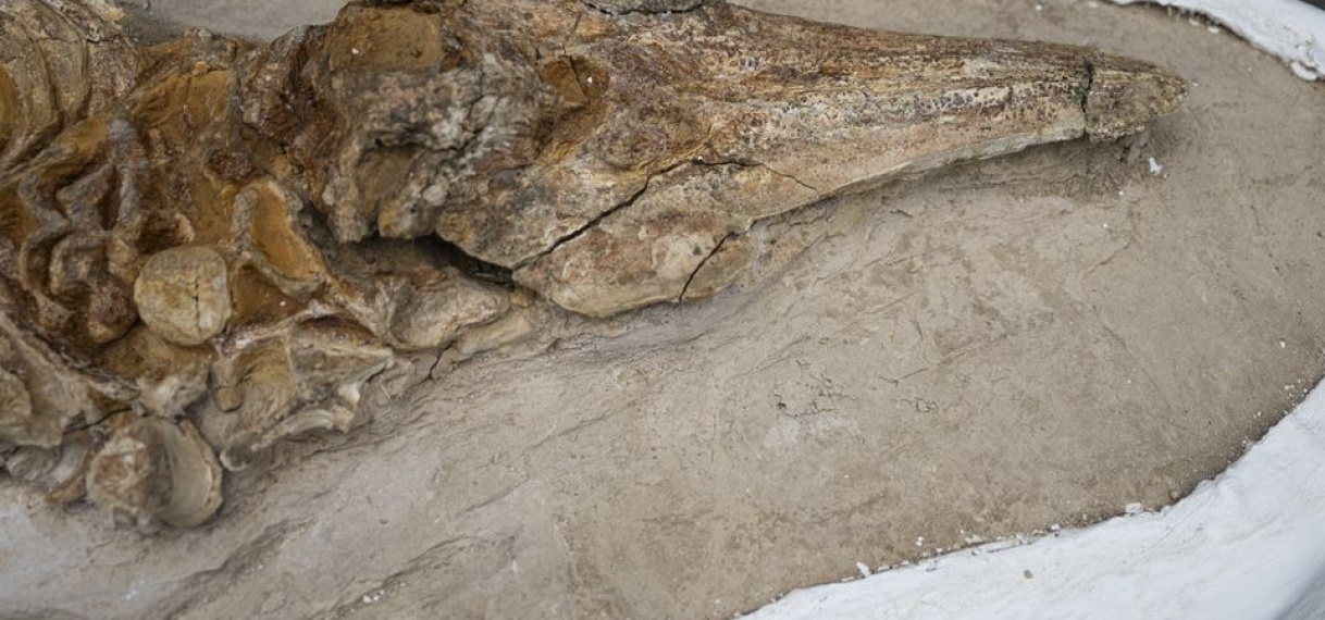 Resten van 10 miljoen jaar oude dolfijn gevonden in woestijn Peru
