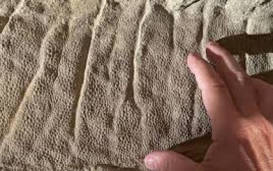 Fossiel van dino blijkt geen mummie maar een soort kleimasker