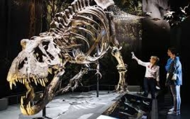 Museumkaart populairder, vooral bij mensen van 45 of jonger