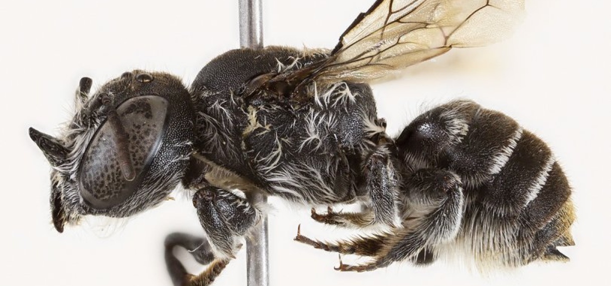 Nieuwe ‘duivelse’ bijensoort ontdekt in Australië