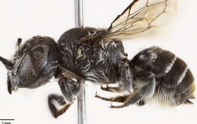 Nieuwe ‘duivelse’ bijensoort ontdekt in Australië