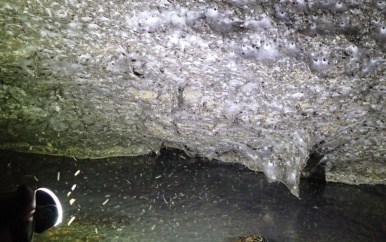 Kolossaal spinnenweb ontdekt met duizenden spinnen