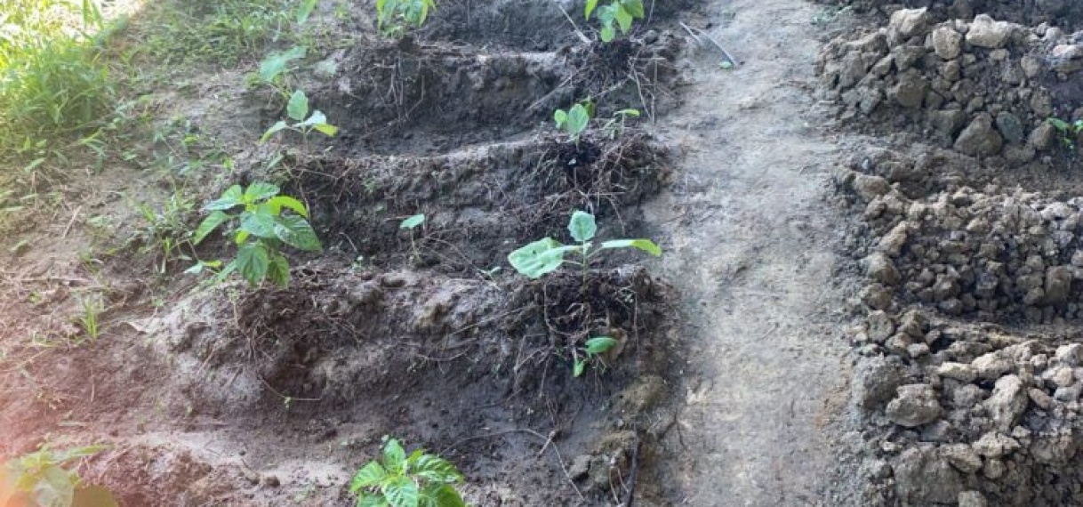 LVV schenkt extra groenteplantjes aan SO/VSO-school Welgedacht C