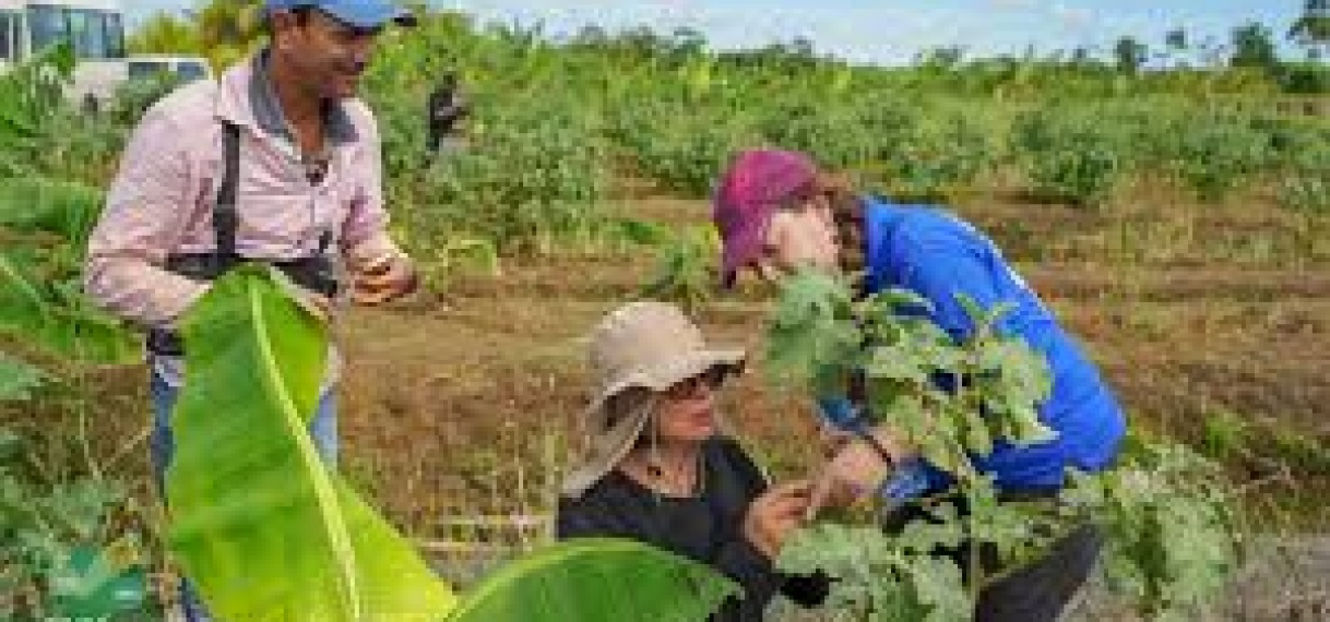 Insectenplagen bedreigen export: Suriname zet in op biologische bestrijding