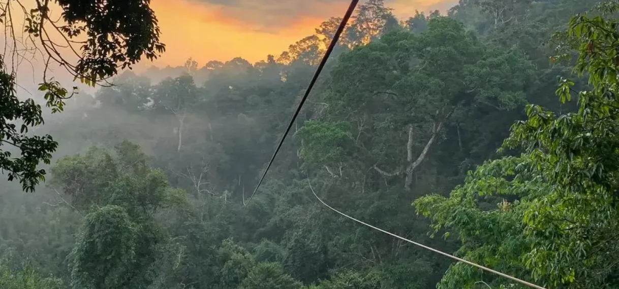 Vader en zoon doodgestoken door zwerm wespen tijdens ziplinen in Laos