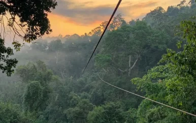 Vader en zoon doodgestoken door zwerm wespen tijdens ziplinen in Laos