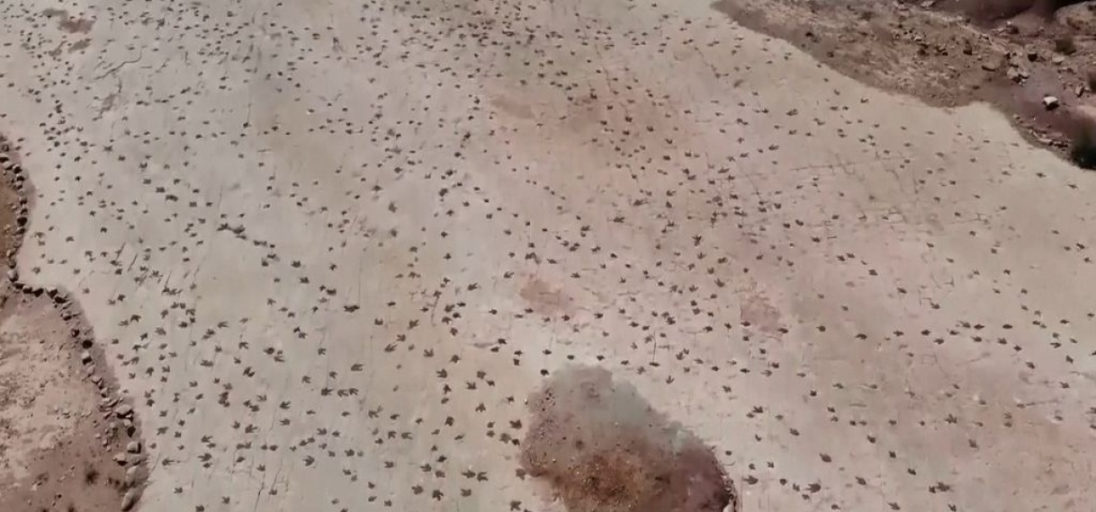 Paleontologen tellen 16.600 pootafdrukken van dino's in Boliviaanse Andes