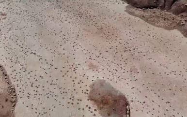 Paleontologen tellen 16.600 pootafdrukken van dino's in Boliviaanse Andes