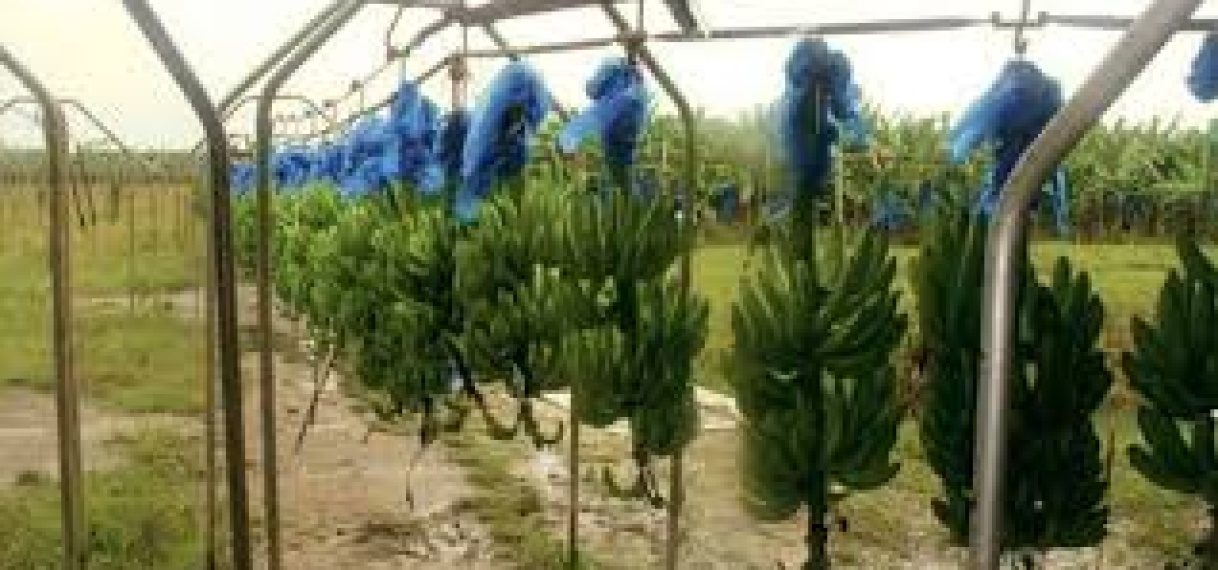 FAI kan salarissen personeel niet garanderen; operationsdirecteur aangehouden