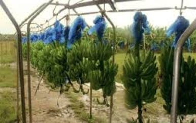 FAI kan salarissen personeel niet garanderen; operationsdirecteur aangehouden