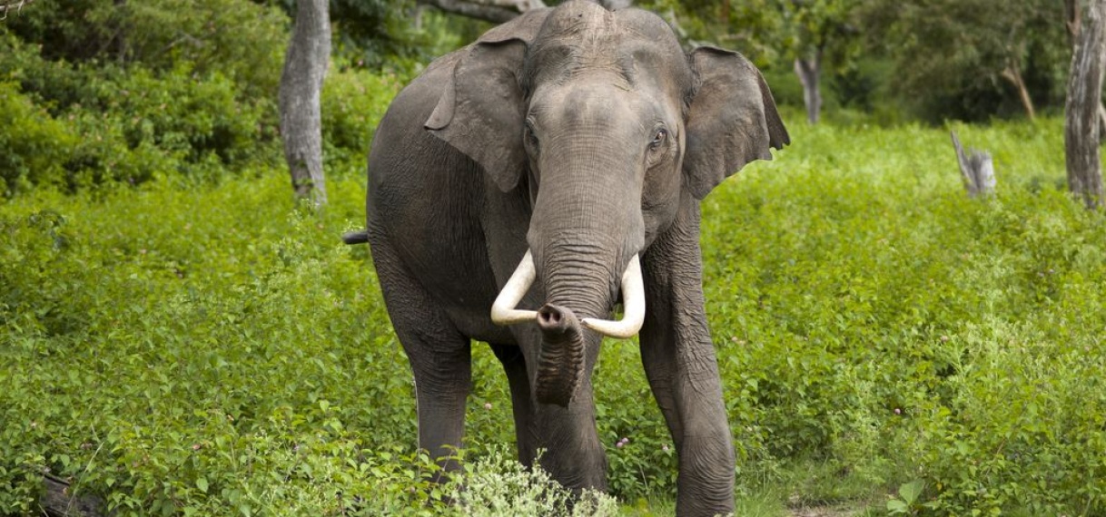 Jacht in India op olifant na dodelijke aanvallen