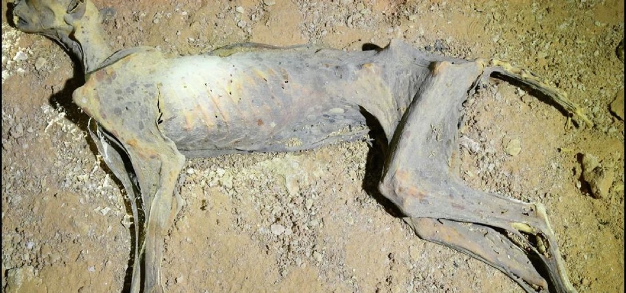 Gemummificeerde cheeta’s gevonden in grotten Saudi-Arabië