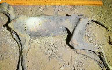 Gemummificeerde cheeta’s gevonden in grotten Saudi-Arabië