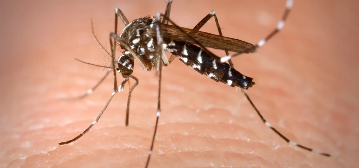Chikungunya-uitbraak vastgesteld in Suriname
