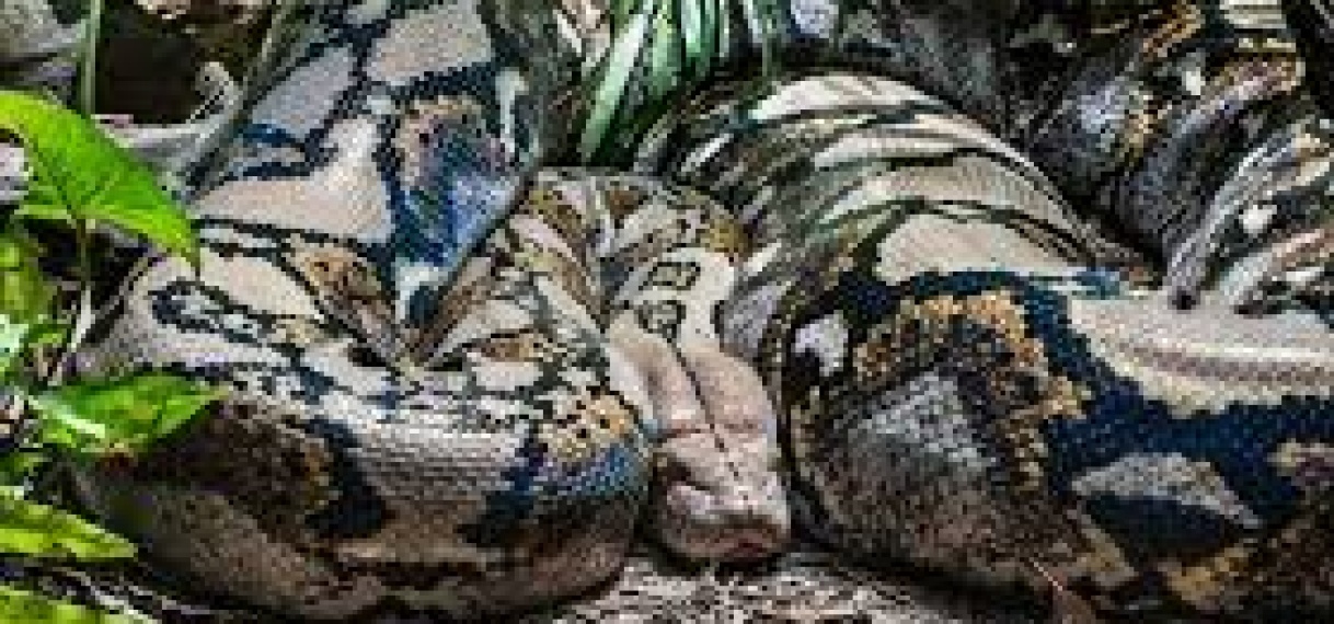 Australische vrouw wordt wakker met 2,5 meter lange python op haar borst