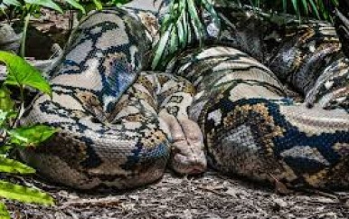 Australische vrouw wordt wakker met 2,5 meter lange python op haar borst