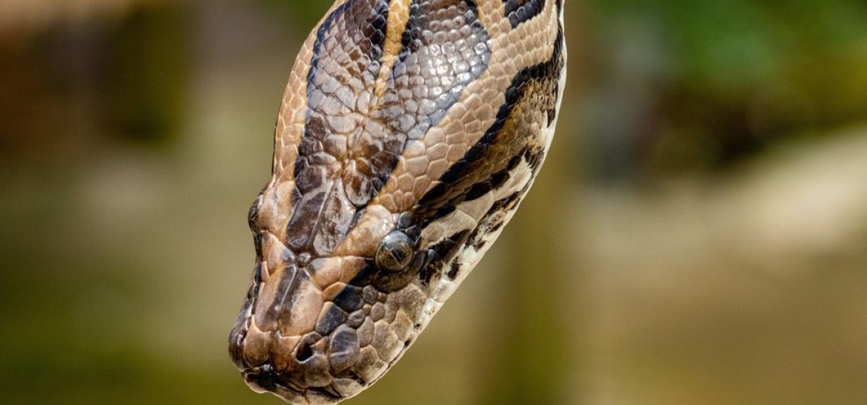 Man met zestig slangen moet huurhuis verlaten