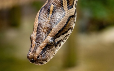 Man met zestig slangen moet huurhuis verlaten