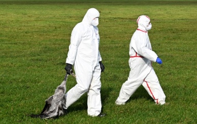Tienduizenden kraanvogels gestorven door vogelgriep