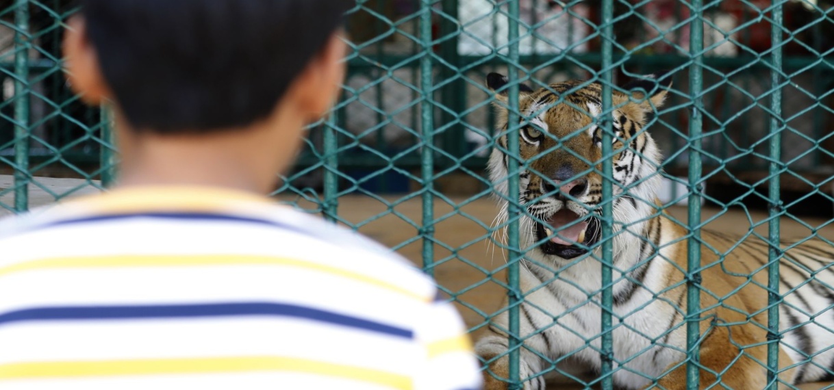 72 tijgers gestorven door virusuitbraak in Thailand