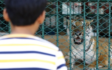 72 tijgers gestorven door virusuitbraak in Thailand