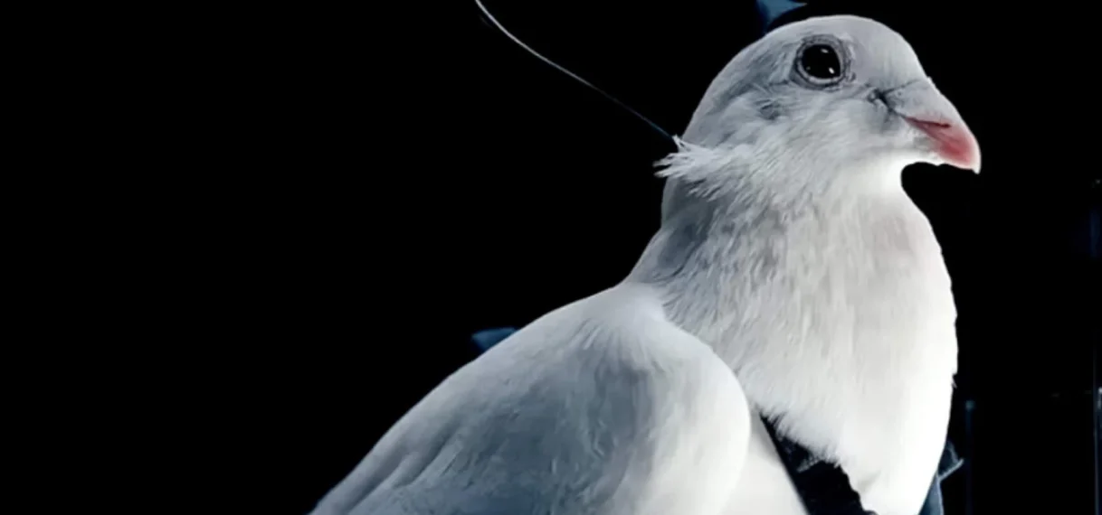 Russische start-up meldt geslaagde test met bestuurbare duiven