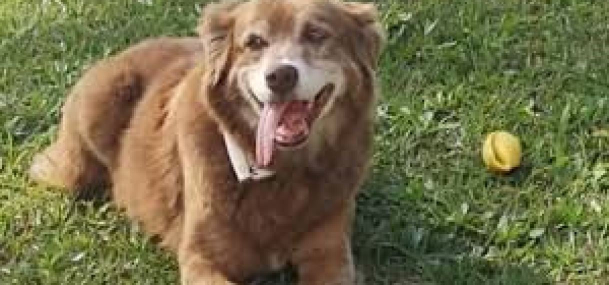 Hond die 10 jaar leefde bij graf van baasje is inspiratie voor nieuwe wet in Brazilië