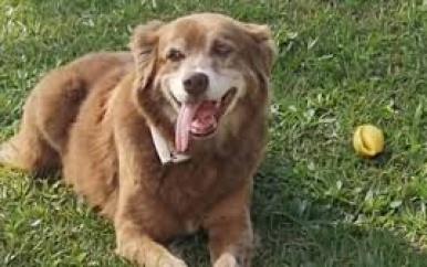 Hond die 10 jaar leefde bij graf van baasje is inspiratie voor nieuwe wet in Brazilië