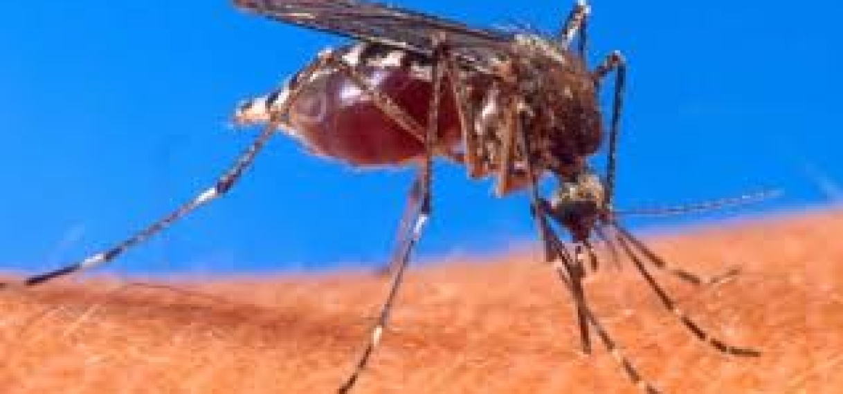 PAHO waarschuwt voor heropleving chikungunya; ook Suriname meldt lokale besmettingen