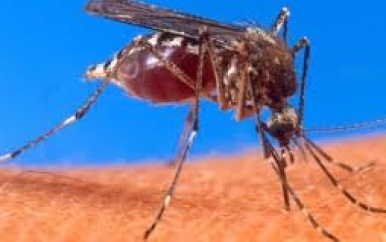PAHO waarschuwt voor heropleving chikungunya; ook Suriname meldt lokale besmettingen